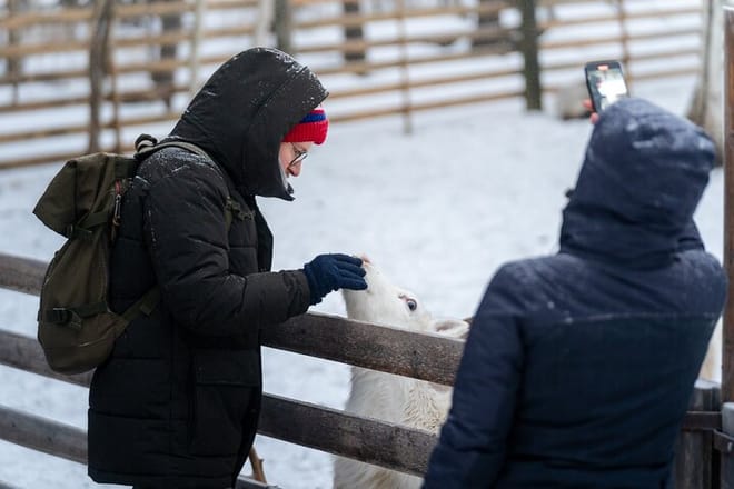 Rovaniemi: Insider Reindeer Farm Visit and Short Sleigh Ride
