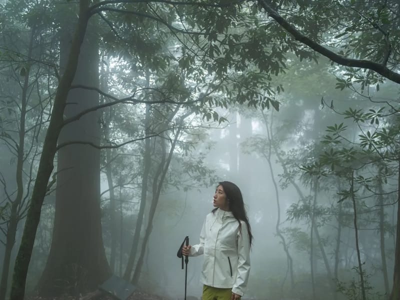 Tianmu Mountain Ancient Forest Private Day Trip