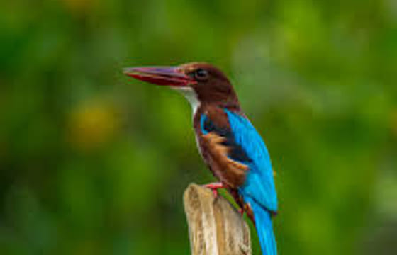 03 Day Tour From Galle ( Without Accommodation)