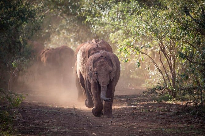 Baby Elephants Tour at Sheldrick Wildlife Trust - Nairobi