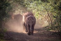 Baby Elephants Tour at Sheldrick Wildlife Trust - Nairobi 1
