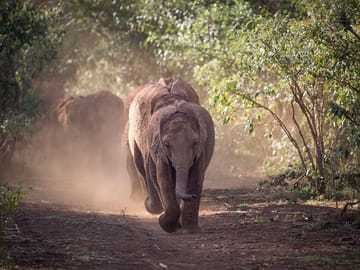 Baby Elephant Rehabilitation Tour at Sheldrick Trust, Nairobi