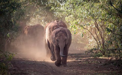 Baby Elephant Rehabilitation Tour at Sheldrick Trust, Nairobi
