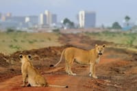 Witness the majestic kings of the savannah in their natural habitat at our park