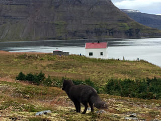Midnight Sun & Arctic Foxes, photo 13