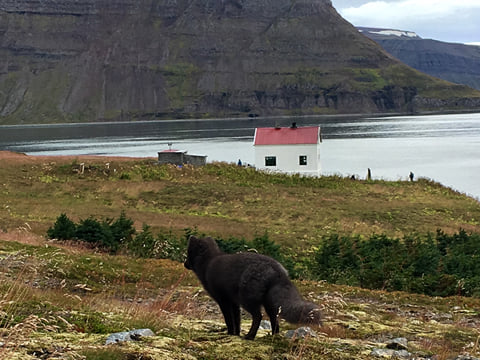 Midnight Sun & Arctic Foxes, photo 13