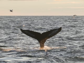 Reykjavík Premium Whales in the Midnight Sun, photo 21