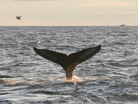 Reykjavík Premium Whales in the Midnight Sun, photo 21