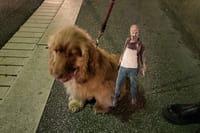Escape Game outdoor The Walking Dead in Lyon 5