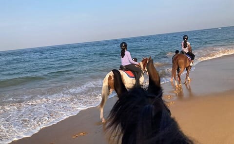 Private Horseback Riding Tour in Colombo's Coastal Nature