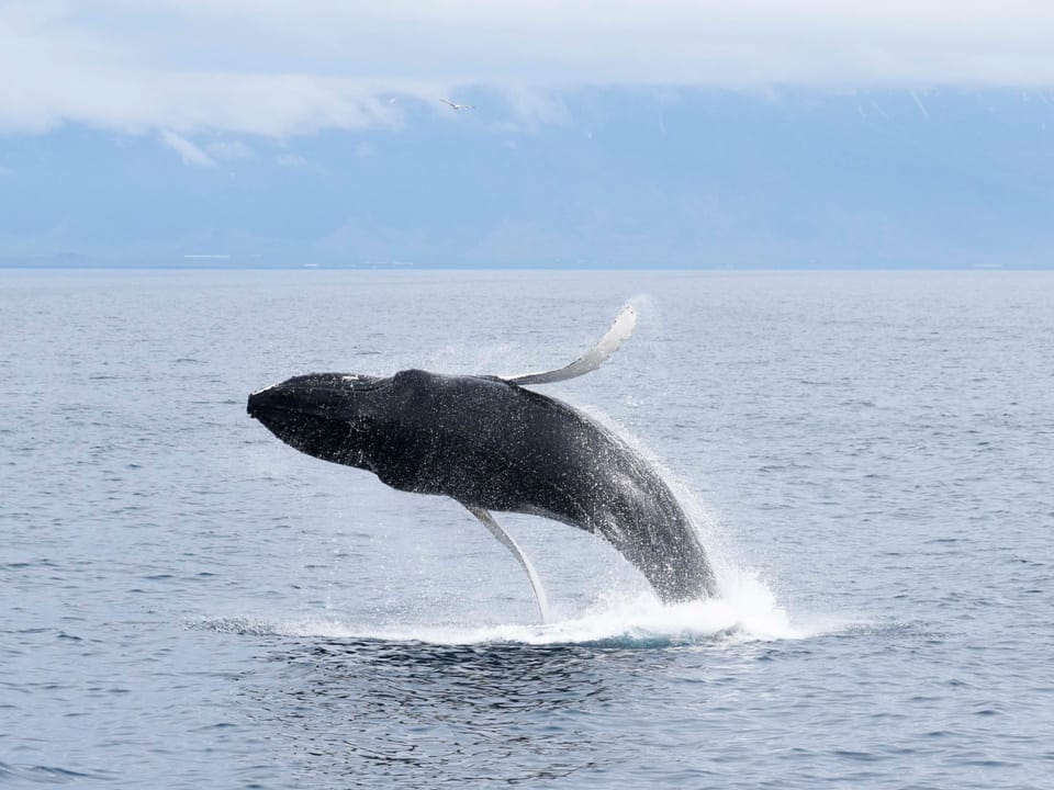 Whale Watching from Akureyri — Special Tours