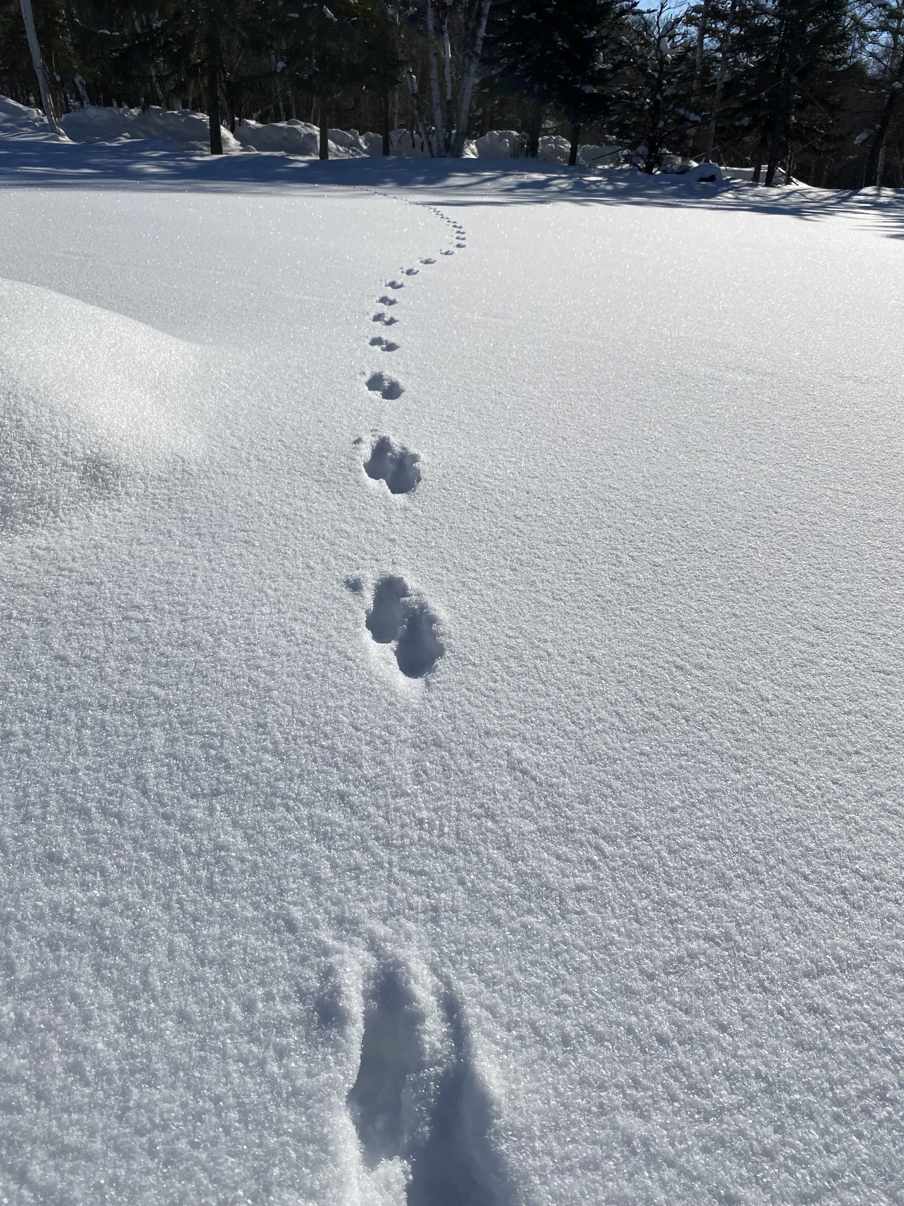 Nagano Region’s Special winter experience!