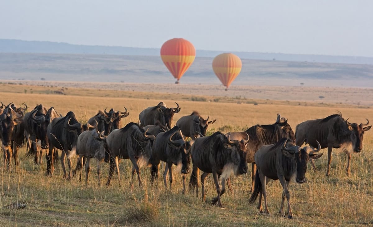 3 days 2 nights Masaai Mara Budget safari In 4WD