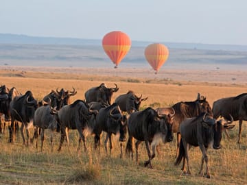3 Days Masai Mara Midrange Group Safari