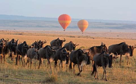 3 Days Masai Mara Midrange Group Safari