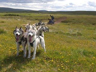 Siberian Husky dry land Dog sledding, photo 6