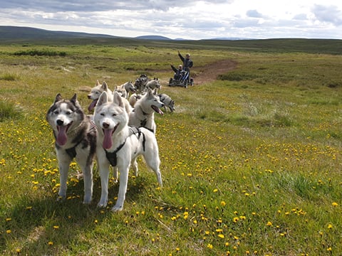 Summer Dog Sledding, photo 6