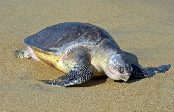 Mangrove Adventure: Exploring Bhitarakanika National Park