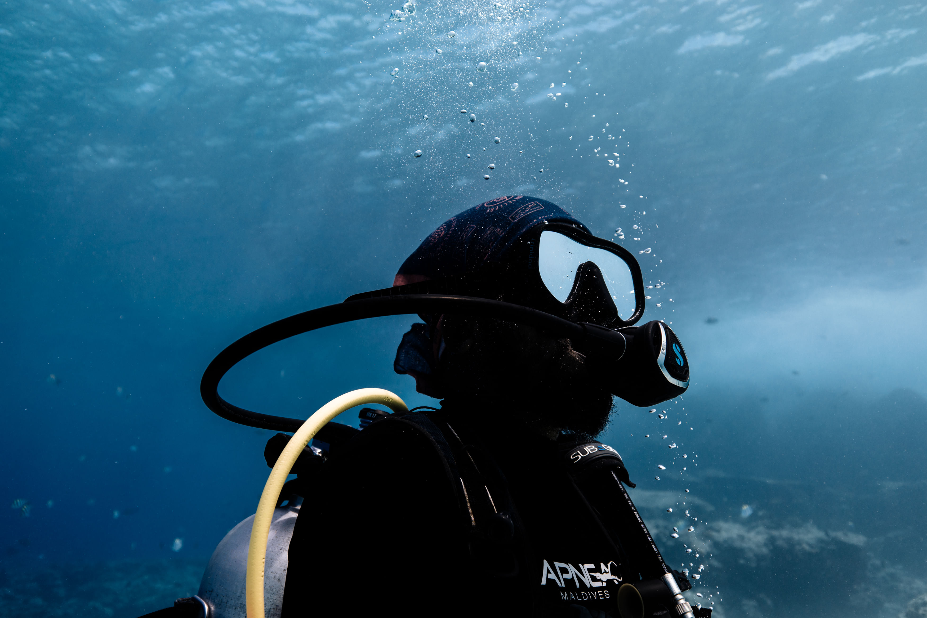 A diver exploring underwater during a Shark Island dive trip.