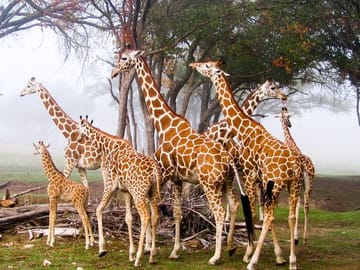 Private Tour of Giraffe Center and Elephant Orphanage in Nairobi