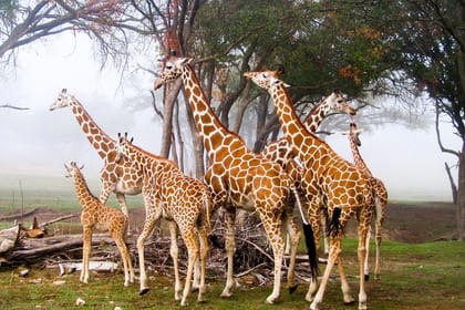 Private Tour Giraffe Center, Elephant Orphanage, Bomas & Dinner Carnivore