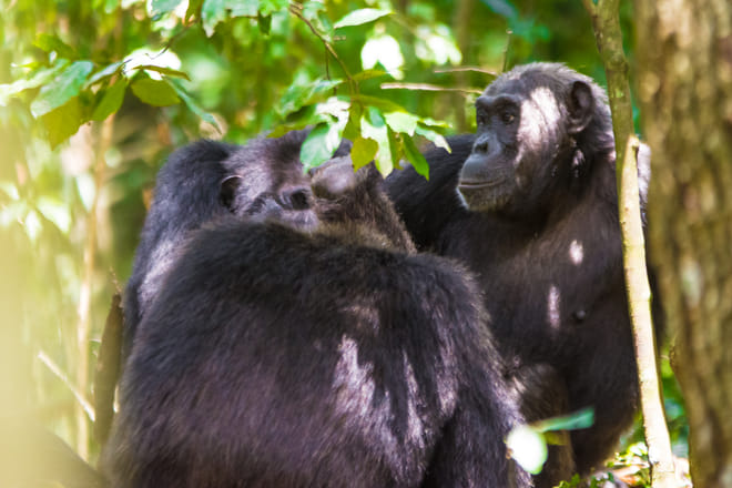 12-Days East Africa Experience: Uganda, Kenya & Tanzania photo 3