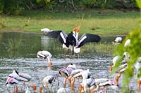Kumana National Park Full Day Safari from Arugam Bay 3