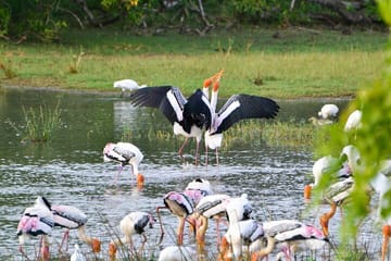 Kumana National Park Full Day Safari from Arugam Bay