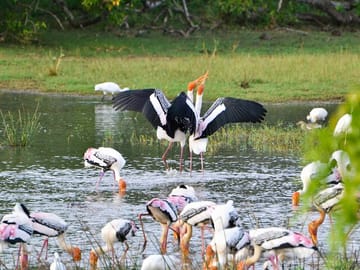 Full Day Safari at Kumana National Park from Arugam Bay
