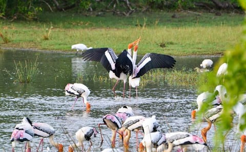 Full Day Safari at Kumana National Park from Arugam Bay