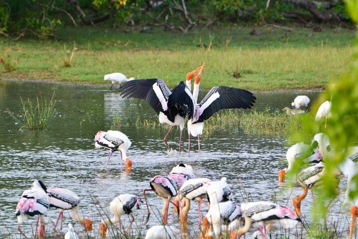 Kumana National Park Full Day Safari from Arugam Bay 3