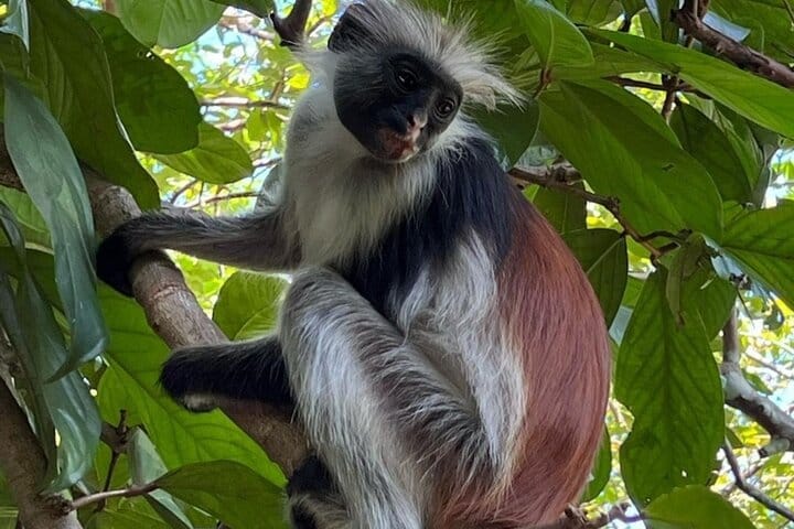 Jozani Forest Tour and Lunch at Rock Restaurant in Zanzibar