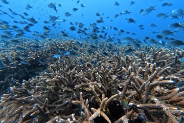 Snorkeling Adventure at Livingseas Coral Restoration Site, Bali