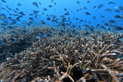 BALI UNDERWATER DREAMS