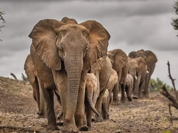 14 days Tanzania & Zanzibar Honeymoon Safari