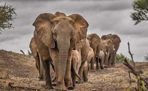 14 days Tanzania & Zanzibar Honeymoon Safari