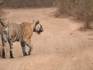 Wildlife Safari Tour from Delhi to Sariska National Park