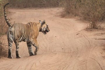 Wildlife Safari Tour from Delhi to Sariska National Park