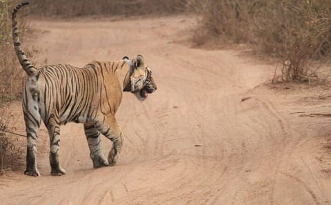 Wildlife Safari Tour from Delhi to Sariska National Park