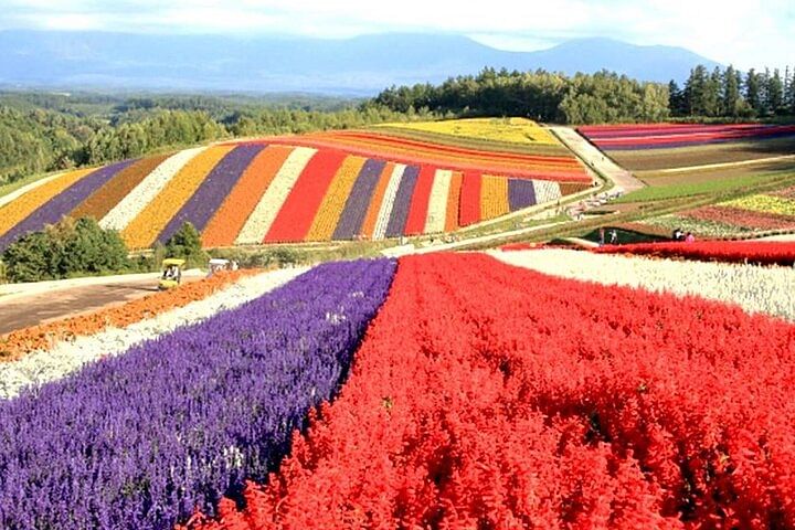 Hokkaido: Biei Blue Pond and Furano Flower Farm Day Trip