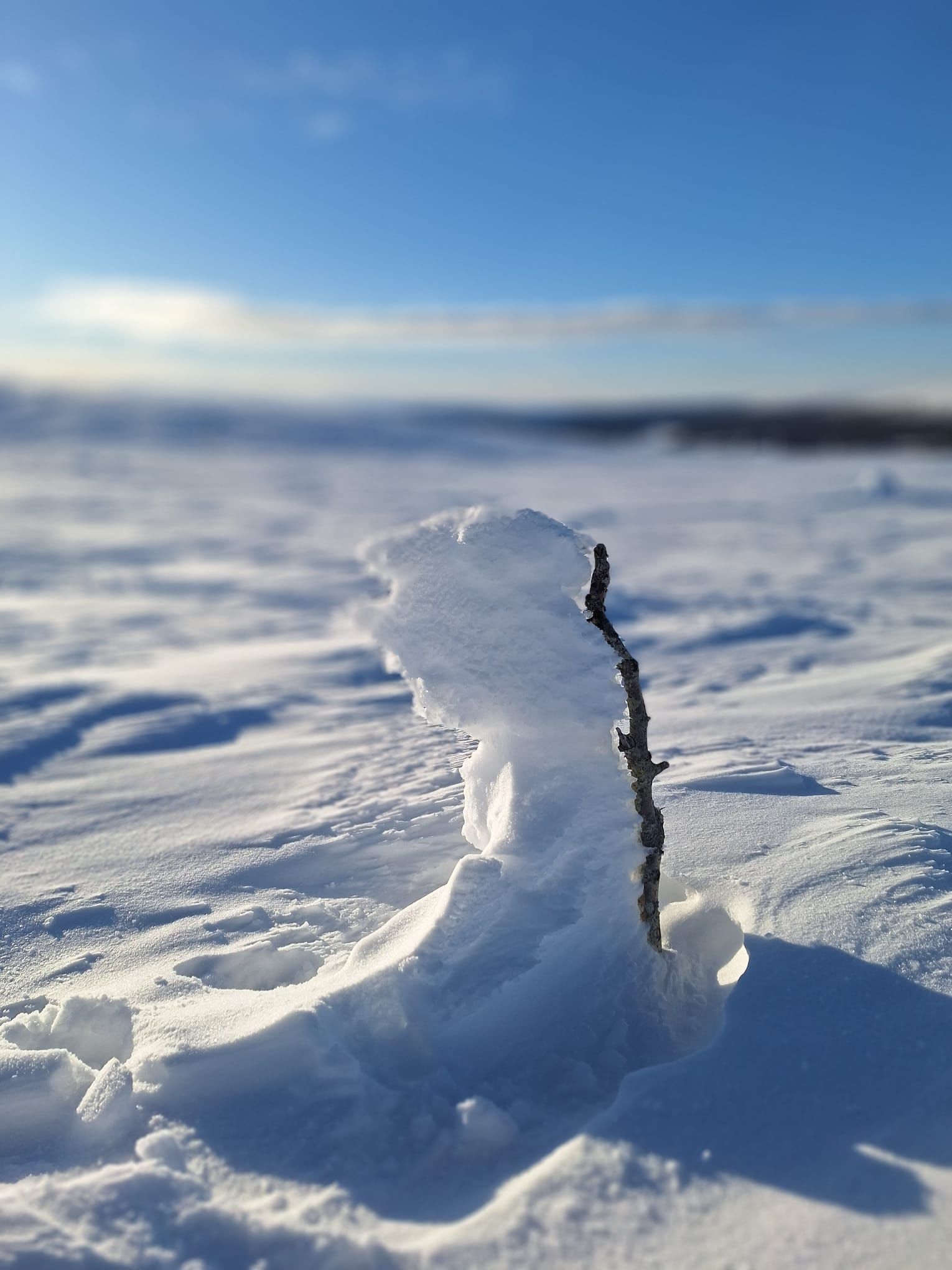 Close-up of a small twig covered in sculpted snow, standing alone in a vast, snowy landscape under a soft Arctic sky.