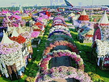 Flowers in Miracle Garden