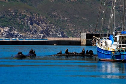 Cape Peninsula Private Tour Include Park Fees