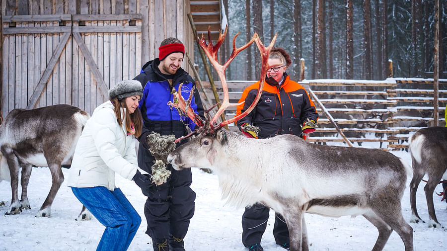 Feeding the reindeer at one of the most traditional farms in Lapland