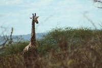 Giraffe at Tsavo West