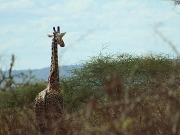 Giraffe at Tsavo West