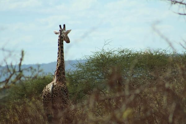 Things to do in Mombasa