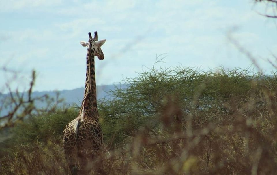 3-Day Tsavo West Safari Adventure from Mombasa