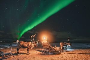 Aurora hunting on reindeer safari, Rovaniemi