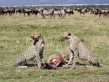 3 Days & 2 Nights Safari – Maasai Mara National Reserve Safari